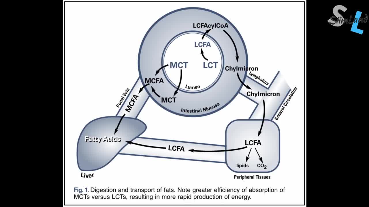 How To Increase Metabolic Rate For Fat Loss