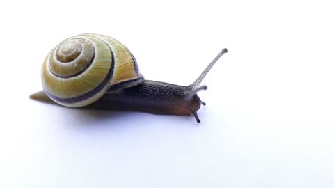 Beautiful snail