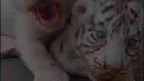Sweet Baby’s