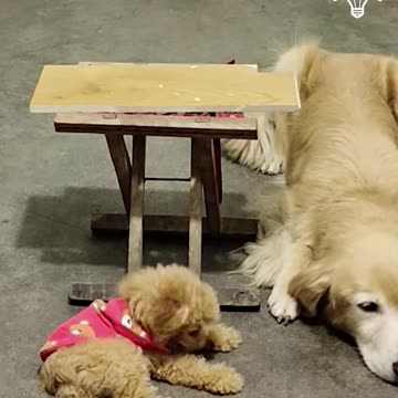 #cute #cute animal #cutemother #sweet #viral #video