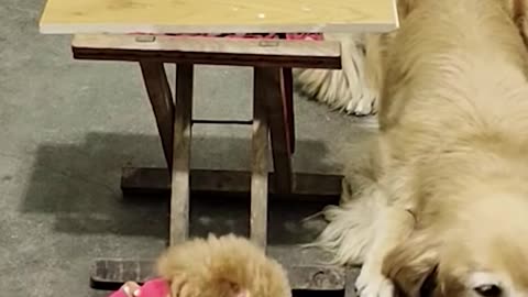 #cute #cute animal #cutemother #sweet #viral #video