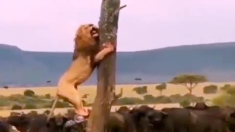 Lion climbing on tree to get away from this animal