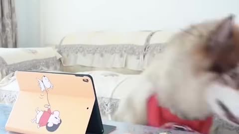 Funny Dogs