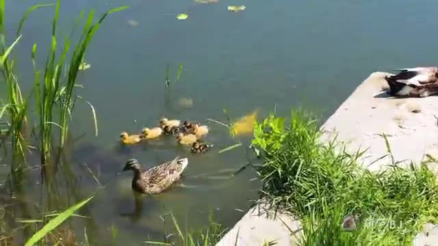 Big goldfish chasing wild ducks