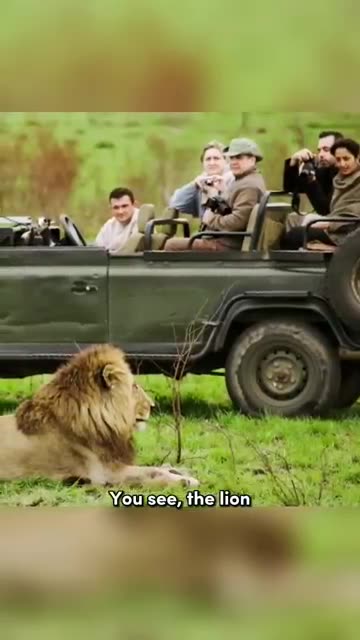 The Reason Why Lions Don_t Attack Humans On Safari Vehicle