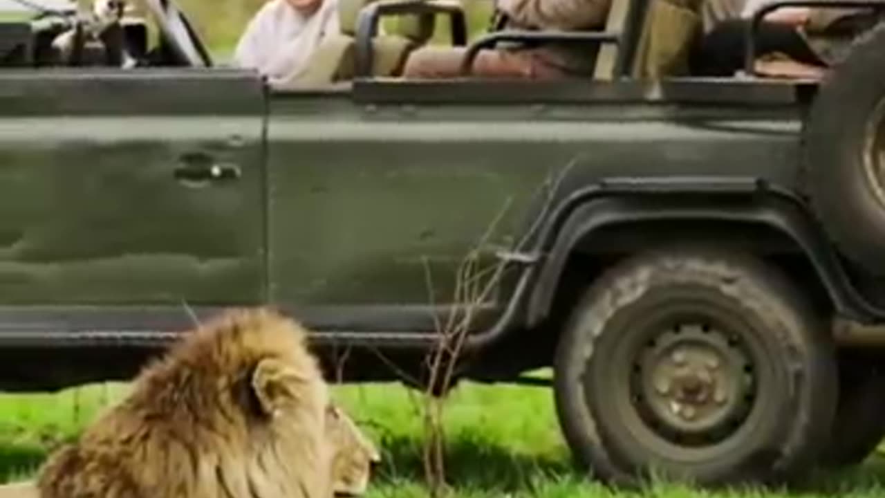 The Reason Why Lions Don_t Attack Humans On Safari Vehicle