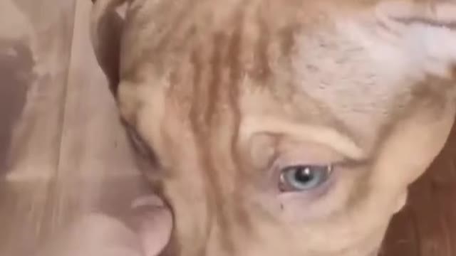 Cute pitbull funny shorts vedio