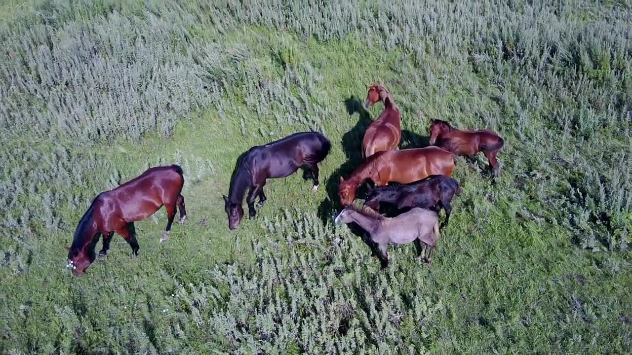 Summer, horses