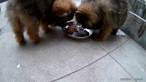 Pomeranian puppies eaters