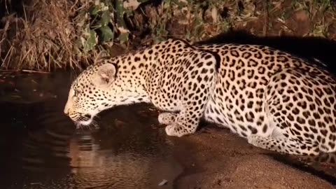 Leopard drinking water