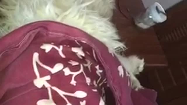My dog is asleep