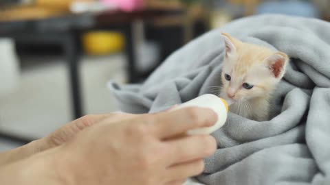 Feeding the Baby Cat. Cute Baby Cat Trying to drink the milk.