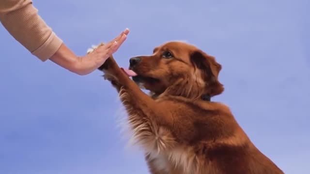 Puppies are always so amazing.it's time he is playing her loving mom