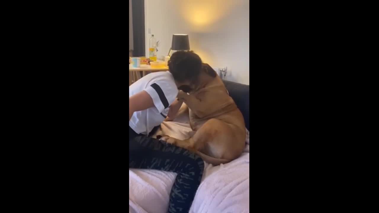 Big dog tries his best not to have his ears cleaned