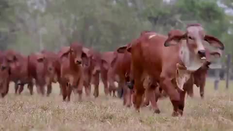 What a beautiful calf running