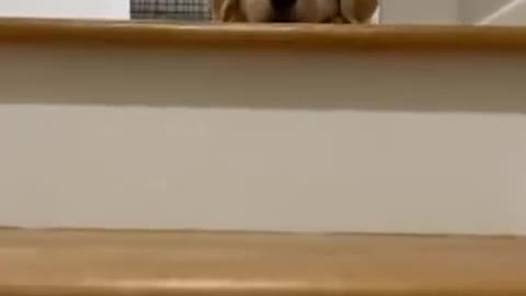 Cute puppy sleeping up stairs