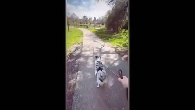 Cute Pets doing fun