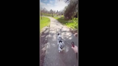 Cute Pets doing fun