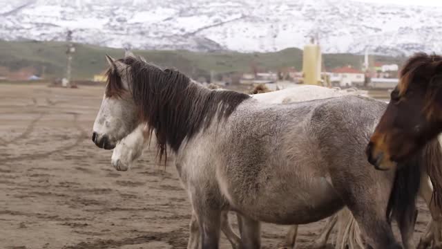 Galloping horses