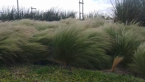 Reeds blowing in the wind