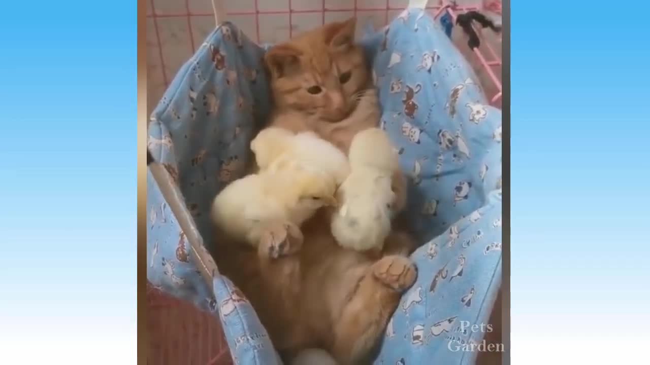 Compilação de Animais Bonitos e Animais Engraçados #66💗