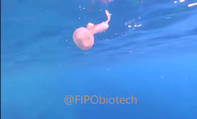 Underwater vortex ring catching a jellyfish