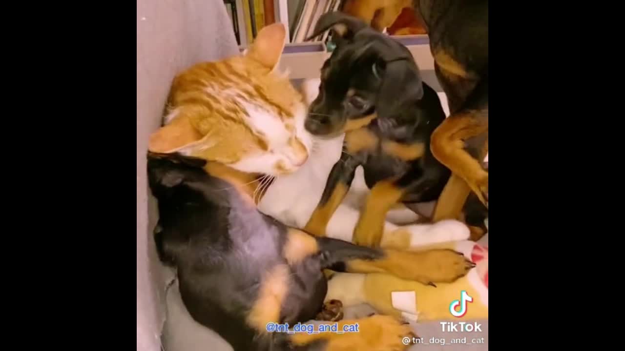 #funny animal playing