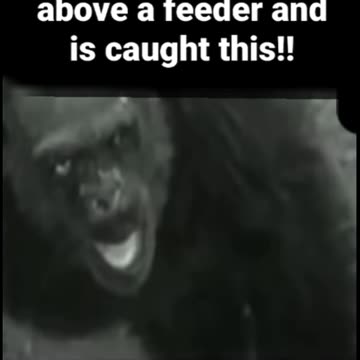 🦍CRITTER IN THE WOODS