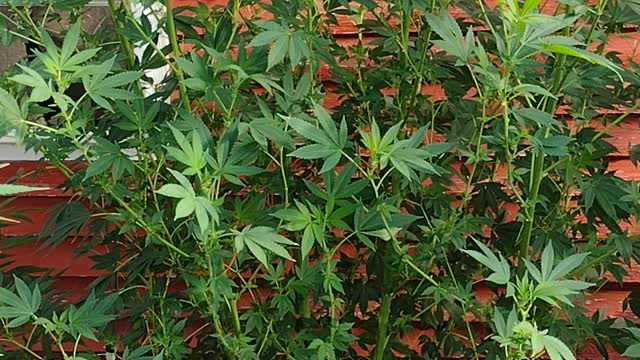 Greenhouse grow part 4
