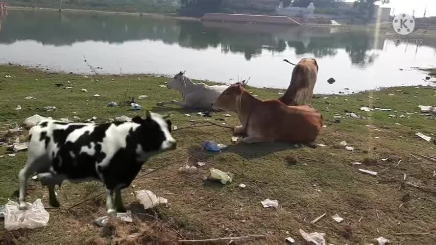 funny cow dance videos