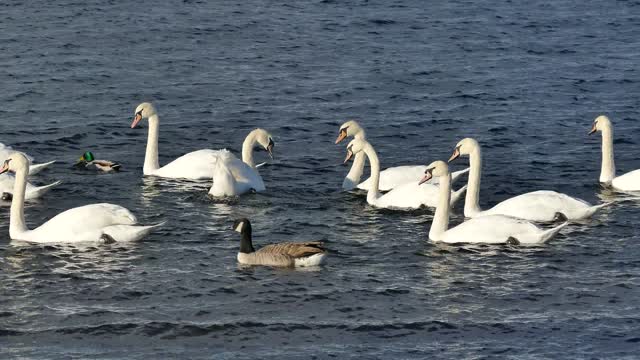 Swan Family Swimming In The Water - Young Swans