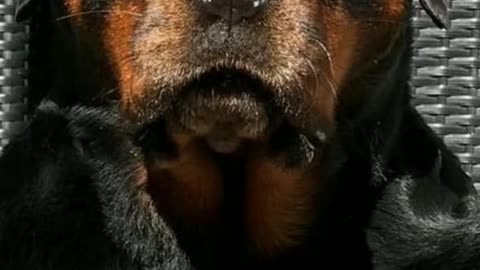 ROTTWEILER THE KING OF DOGS.....