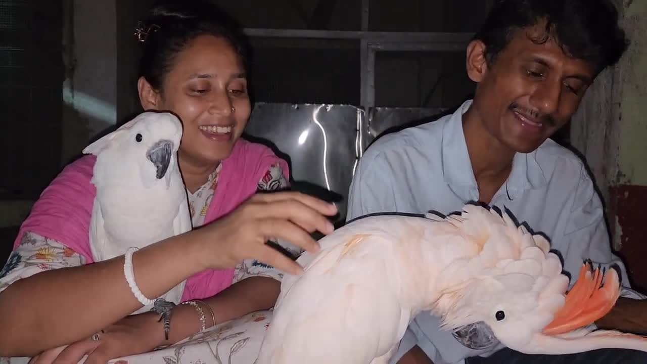 Manka The Moluccan Cockatoo Rio - Rat Vs Parrot Dipankar