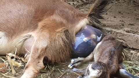 Farrowing । A goat giving her child birthd । Wow amazing!!