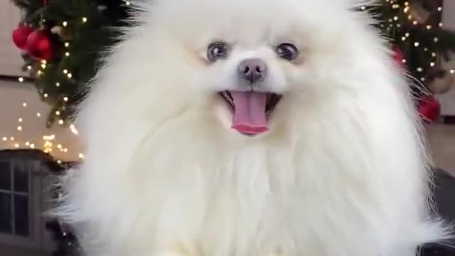 Funny Dogs & Christmas Mood 2021 - Little Cute Dog Videos Compilation #shorts