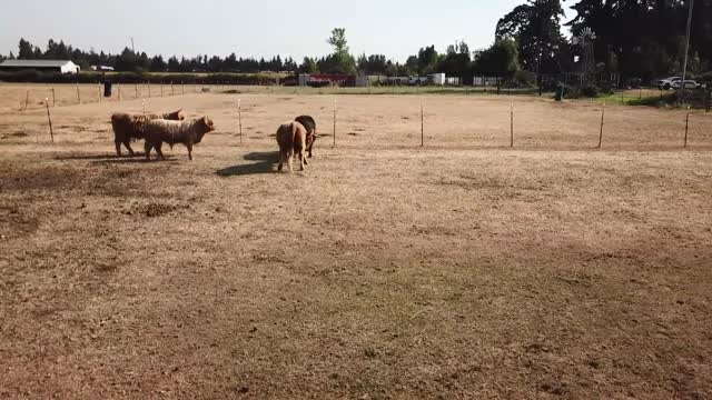 Highlander Cows fight