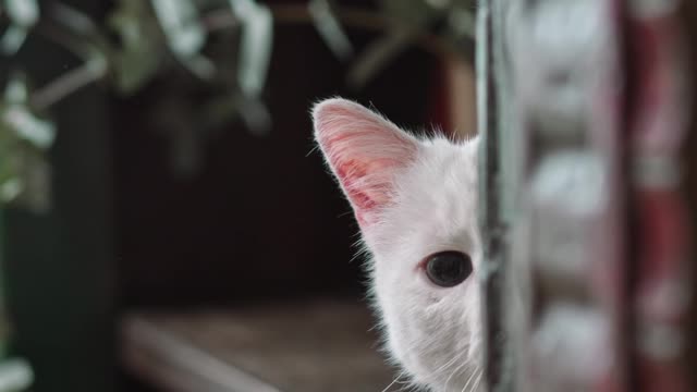 The most beautiful clip of a pet cat will impress you