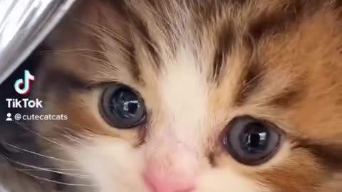 Funny Cats🐱!! #rumble #trending #viral