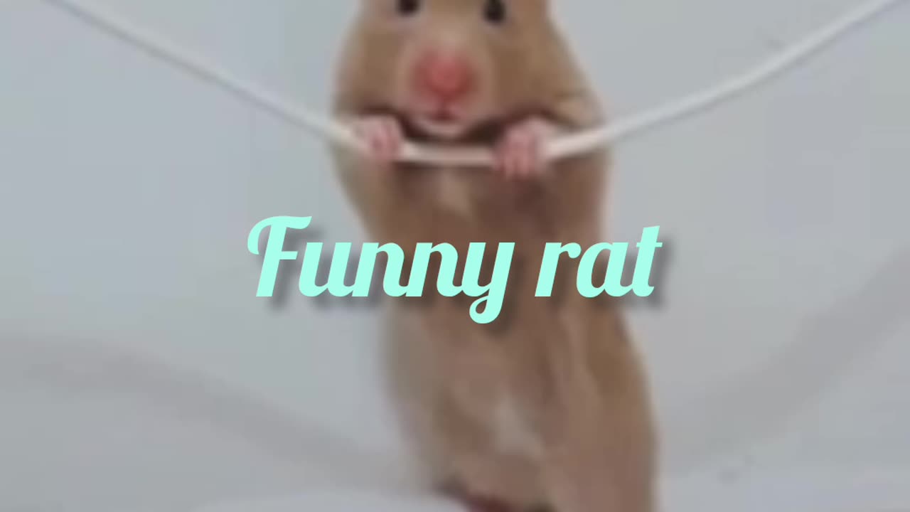 Funny rat 🐁🐁🐁