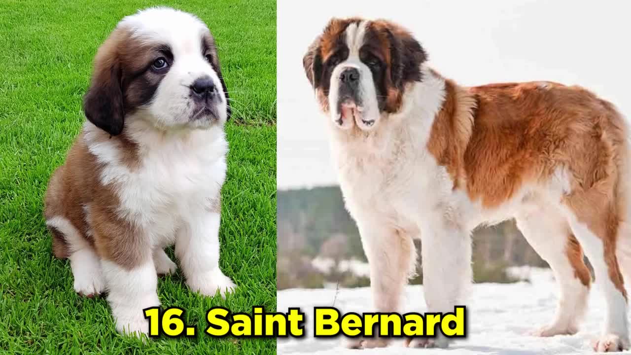 TOP DOG BREEDS, FROM PUPPY TO ADULT