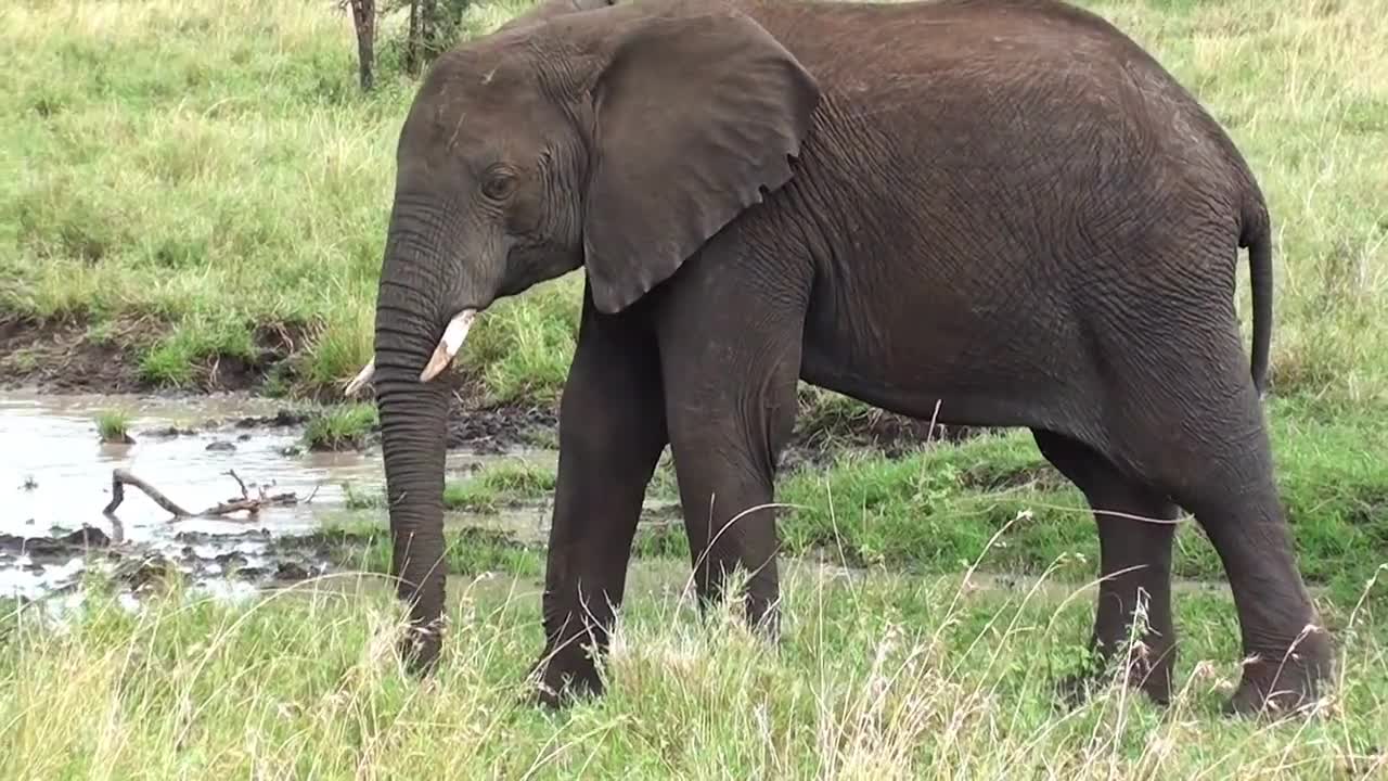 Footage of an Elephant