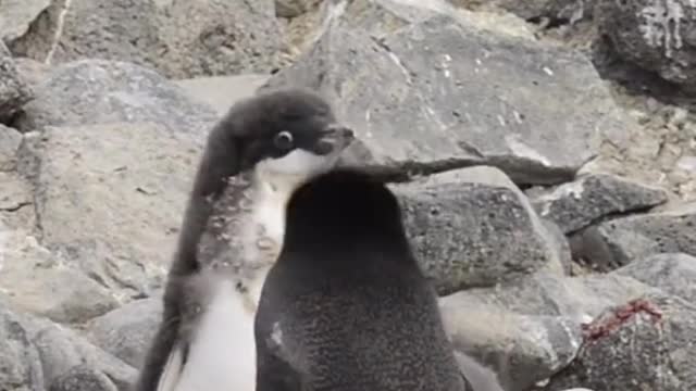 Baby penguin. Happy play. It's so cute