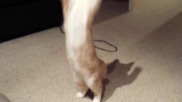 Cat goes crazy over dust