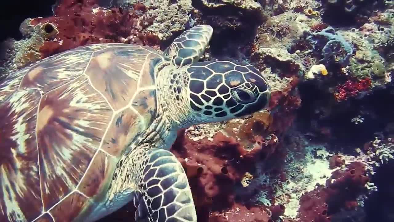 Turtle Underwater | Underwater Creature | Amazing Viral World