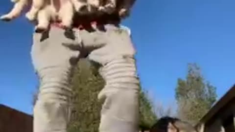 Dog&man loves video