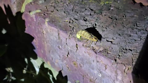 Man Finds a Glow-Worm in His Backyard