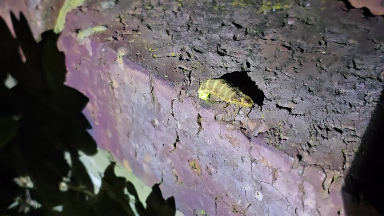 Man Finds a Glow-Worm in His Backyard