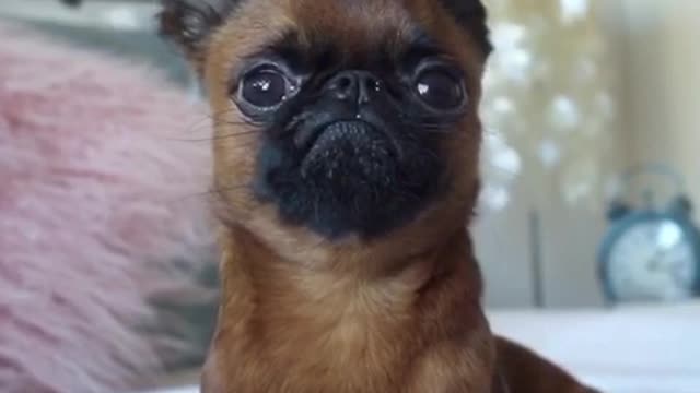 Brown and black frowning dog stares at camera on bed