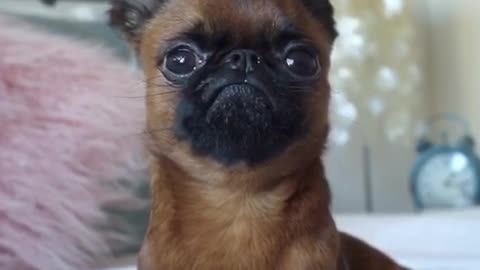 Brown and black frowning dog stares at camera on bed