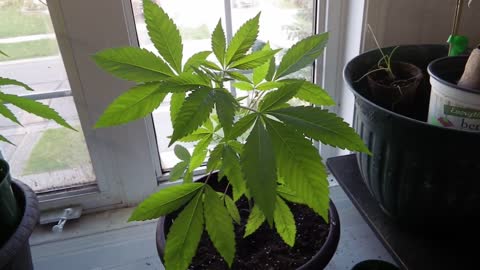 34 STREET BUBBA KUSH